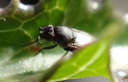 Desmometopa sp.